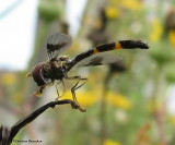 Hover fly (Ocyptamus fascipennis), a mimic of Ichneumonid wasps