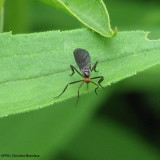 Dance fly  (<em>Rhamphomyia longicauda</em>)