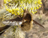 Greater bee fly (<em>Bombylius major</em>), a bee mimic