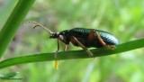 Aquatic leaf beetle <em>Donacia</em> beetle