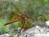 Band-winged meadowhawk (<em>Sympetrum semicinctum</em>)