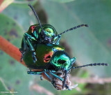 Dogbane beetles (<em>Chrysochus auratus</em>) on  spreading dogbane