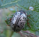 Broad-bodied Leaf Beetles of Larose Forest (Family: Chrysomelidae, Subfamily: Chrysomelinae)