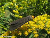Yellow-collared scape moth (<em>Cisseps fulvicollis</em>), #8267,  on goldenrod