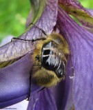 Flower scarab beetle (Trichiotinus  affinis) on iris. A bee mimic