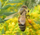 Honey Bee (<em>Apis mellifera</em>) on goldenrod