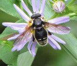 Hover fly  (<em>Sericomyia  militaris</em>) wasp mimic