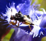 True bugs of Larose Forest (Hemiptera) 