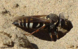 Sand wasp (<em>Bicyrtes</em>) at entrance to nest hole