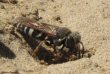 Sand wasp (<em>Bicyrtes</em>) at entrance to nest hole