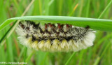 Virginia ctenucha moth caterpillar (<em>Ctenucha virginica</em>)