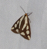 Confused  haploa moth (<em>Haploa confusa</em>), #8112