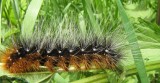 Great tiger moth caterpillar (<em>Arctia caja</em>), #8166