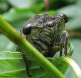 Cicada (<em>Tibicen canicularis</em>)