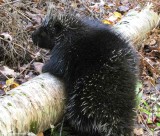 Black porcupine