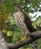 Coopers Hawk, juvenile