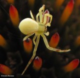 Goldenrod crab spider (<em>Misumena vatia</em>)