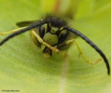 Yellowjacket (<em>Vespula</em>)