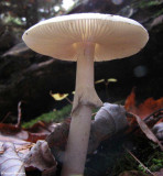 Magic mushroom (actually, I think it is an Amanita)