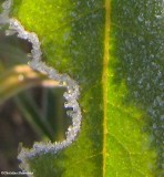 Torn leaf with frost