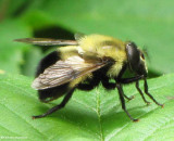 Hover fly (<em>Volucella</em> sp.), a bumblebee mimic