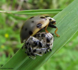 Fifteen-spotted ladybeetle  (<em>Anatis labiculata</em>) emerging from pupal case