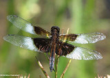 Widow skimmer (<em>Libellula luctuosa</em>), male