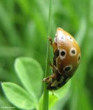 Eye-spotted ladybeetle (<em>Anatis mali</em>)