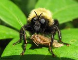 Robber fly (<em>Laphria</em>)  with prey. 