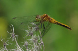 White-faced meadowhawk (<em>Sympetrum obtrusum</em>), juv.male