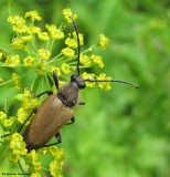 Flower longhorn beetle (<em>Trigonarthis</em>) on wild parsley