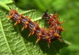 Question mark butterfly larva (Polygonia interrogationis)