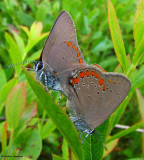 Butterflies (Lepidoptera) (8 Galleries)