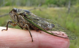 Dog-day cicada (<em>Neotibicen canicularis</em>)
