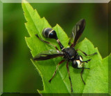 Thick headed fly (Physocephala furcillata)