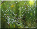 Dew-covered spider web