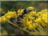 Mason wasp  (<em>Ancistrocerus</em>  sp.)