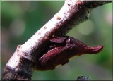 Treehopper (<em>Enchenopa</em>)