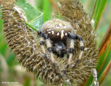 Shamrock orb weaver (<em>Araneus trifolium</em>)