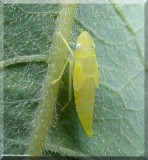 Leafhopper nymph (<em>Graphocephala</em> sp.)