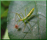Pale green assassin bug nymph (<em>Zelus luridus</em>) with tiny spider