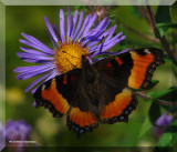 Milberts Tortoiseshell  (<em>Nymphalis milbertii</em>)