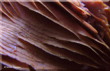 Mushroom gills