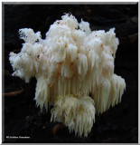 Tooth fungi (<em>Hericium</em> sp.)