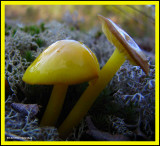 More mushrooms