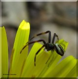 Goldenrod Crab spider (<em>Misumena vatia</em>), male