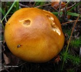 Mushroom nibbled by slugs and/or squirrels