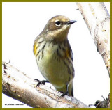 Yellow-rumped warbler