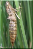 Dragonfly exuviae