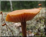 Mushroom